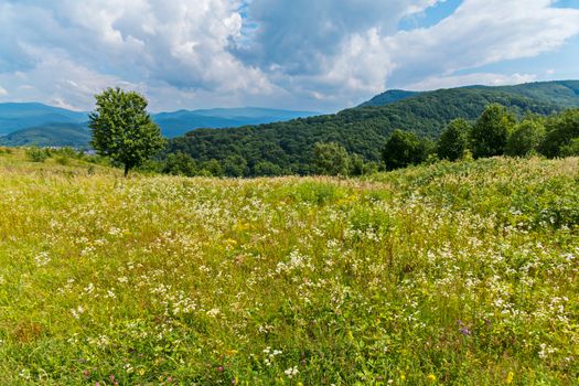 Endless field with a huge number of wildflowers against the background of green mountains
