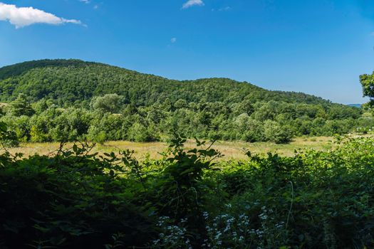 A view of a flowering meadow through green bushes. In the background, forest, mountains and blue sky
