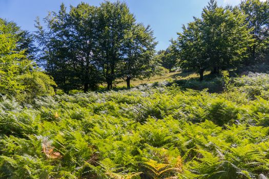 juicy green carpet of vegetation on the gentle slope of the hill