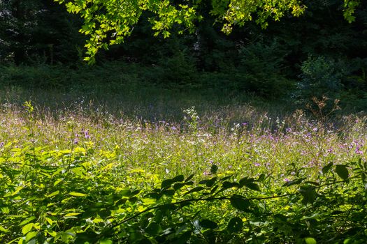 A huge number of colorful wild wildflowers against the background of green trees and shrubs