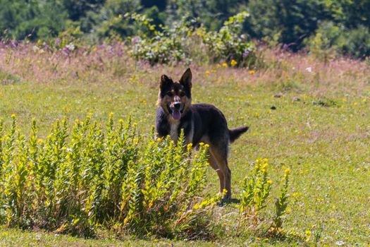 black and brown dog, like a sheepdog, in a clearing near a bush of field flowers surrounded by greenery. a place for rest and picnic