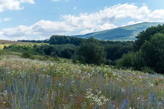 Beautiful natural landscape with flowering herbs, green trees, high hills and blue sky in the clouds