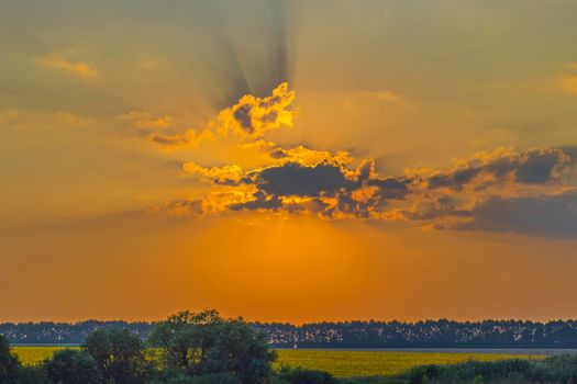 Magnificent landscape of the field with crops and a patch of forest with the sun hiding behind a cloud and from there trying to break through its rays.