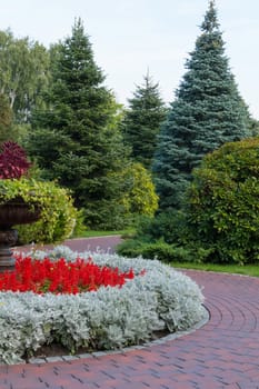 beautiful flowerbed with bright red salvia along the path between the fluffy fir