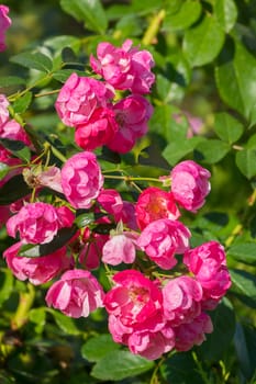 a branch with reddening pink flowers of roses from some kind of crumbling petals, on a green bush