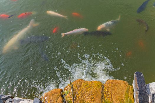 Multicolored fish floating in unclear green water. Individuals large and smaller sizes are fed and kept close.