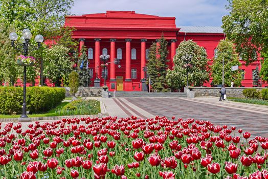 A magnificent flower bed of beautiful red-white tulips growing opposite the educational building of the same color.
