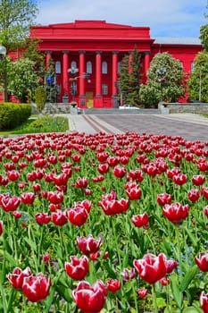 The elegant flowerbed with red tulips and a building of the same color in the distance