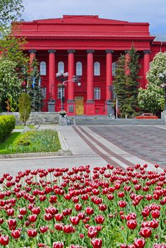 The oldest red building of Taras Shevchenko National University of Kyiv is harmoniously combined with red tulips on the flower bed of Kiev. Ukraine