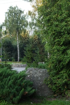 big stone in the park between the green branched paws of the fir