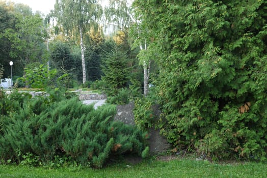 Green park with green bushes and coniferous trees on the background of small birches