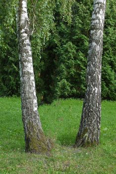 Two white birches like sisters were beautifully located on a green lawn. Fancifully stand out against the background of other trees.