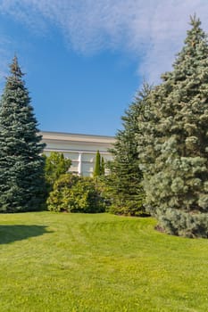 A trimmed green lawn in the park with growing luxurious fir trees and a white wall of the building behind them.