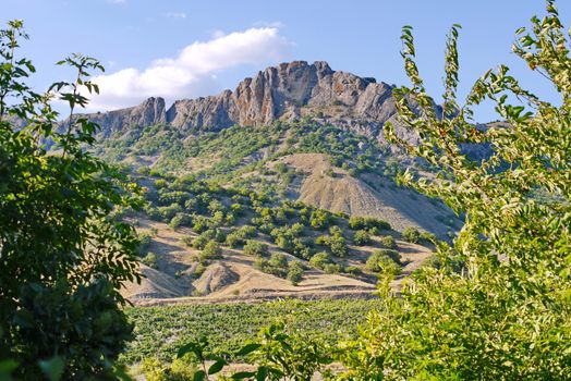 rocky mountain with single bushes on a slope and a green field of grapes in the valley