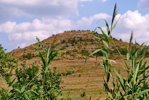 Cows in the foreground and a large mound with dried grass in the background