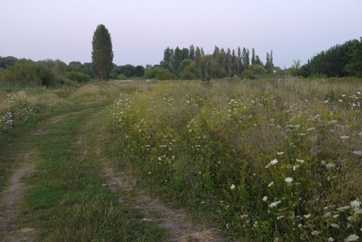 A rutted field road running among the grass and flowers to the green trees that are seen in the distance.