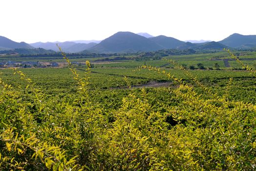 A large field with squared plantations with planted vegetables. The building of the farms standing in the center and the mountains walking in the distance are coming in even rows.