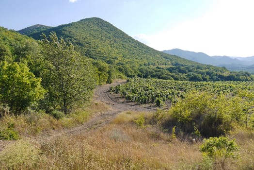 Green shoots on the farm located at the foot of a small mountain with slopes covered with thick forests.