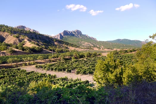 vine plantations on the background of the Crimean mountains