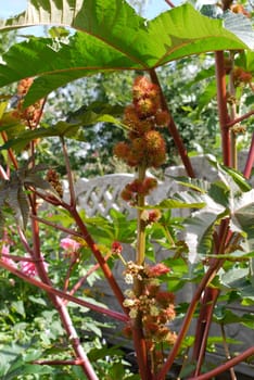 A lush flowering green plant with blossoming leaves under the sunlight against a white fence.