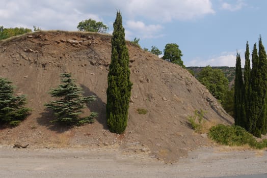 A small clay-sand hill with a high sharp bush and several pines on it