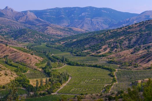 Green beds, planted with young trees against the backdrop of boundless mountains