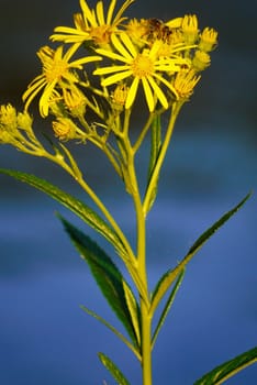 A small green plant with yellow flowers on a blue, blurred background