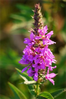 A beautiful flower with a straight long stem and delicate pink petals. With a pleasant scent and a pleasing look.