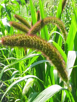green blossoming grass close-up on a beautiful sunny day
