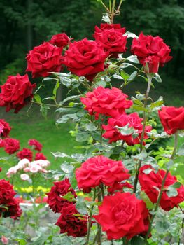 beautiful red roses densely bloom on a high bush in the park.