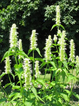 A lush blossomed bush with white flowers and green leaves against the background of trees