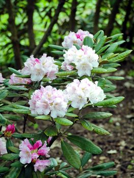 The inflorescence of white delicate florets with pink patches attracts all attention and you forget about the surrounding vanity