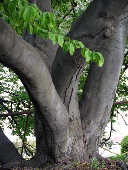 Powerful branches of a tree growing from the trunk at the very ground in different directions. It looks very unusual and frightening.