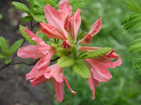 Delicate and sensual blossoming flower with pink petals