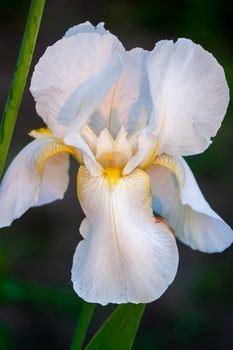 delicate flower of white iris with yellow veins inside and green leaves