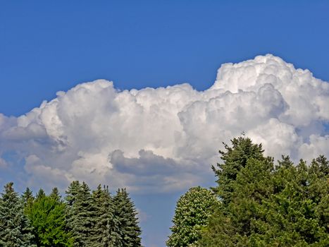 Tops of green firs and blossoming chestnuts against a blue sky with large clouds