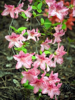 A gorgeous blossoming cherry twig with gently pink petals of flowers and green little leaves.
