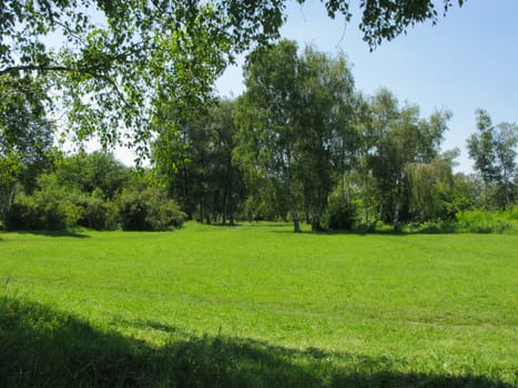 A spacious green forest glade with high birches and small bushes in the background
