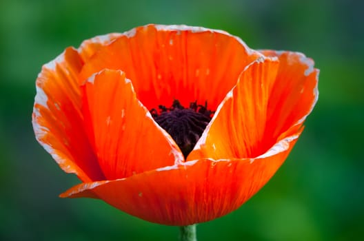 bright red poppy closeup on a background of bright green juicy grass