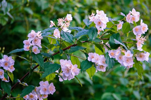 The branch of the blooming apple tree is flooded with a pale lilac color