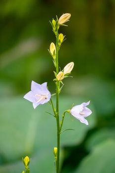 miniature white flowers on a thin and juicy green stalk