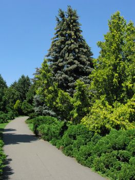 clean and well-groomed alley in the park with growing on each side green bushes and trees