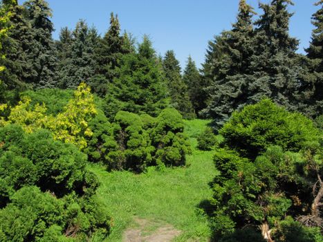 A huge number of green coniferous trees and lush bushes in the background of the park zone