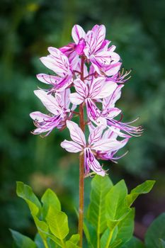 white and pink delicate flower on a pancake stem on a green background