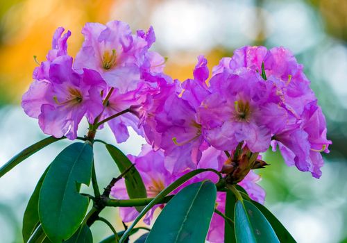 Tight, poured leaves on the stalk and gentle blossoming flowers