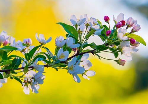 A branch of a delicate white pink apple tree in focus on a yellow background