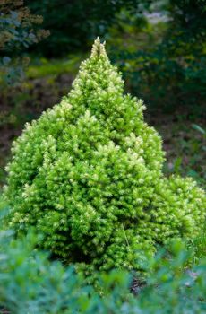 A small lush coniferous beautiful tree against the backdrop of park greenery. Creates an atmosphere of coziness and unity with nature.