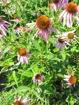 Withering falling pink flowers under the scorching sun against the background of green leaves.