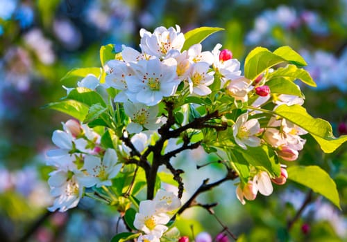 A branch with white blossoming flowers and green leaves in the rays of a gentle spring sun
