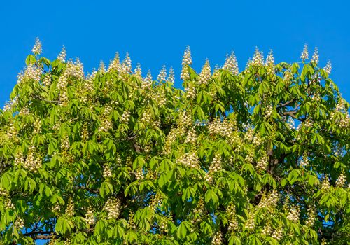 The crown of a large green chestnut is densely covered with torches of white inflorescences
